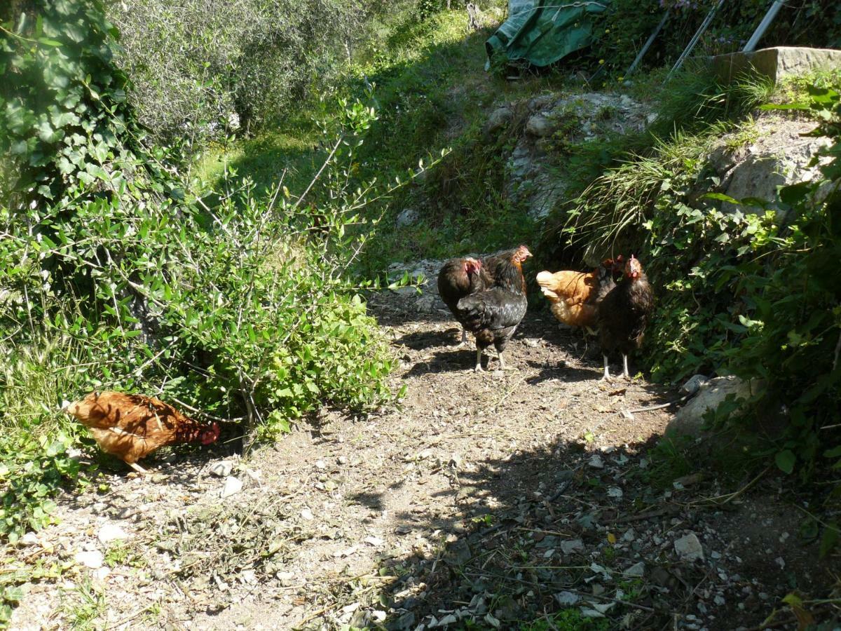 Villa La Ferme Des Cailletiers Chez Marco Lucéram Esterno foto